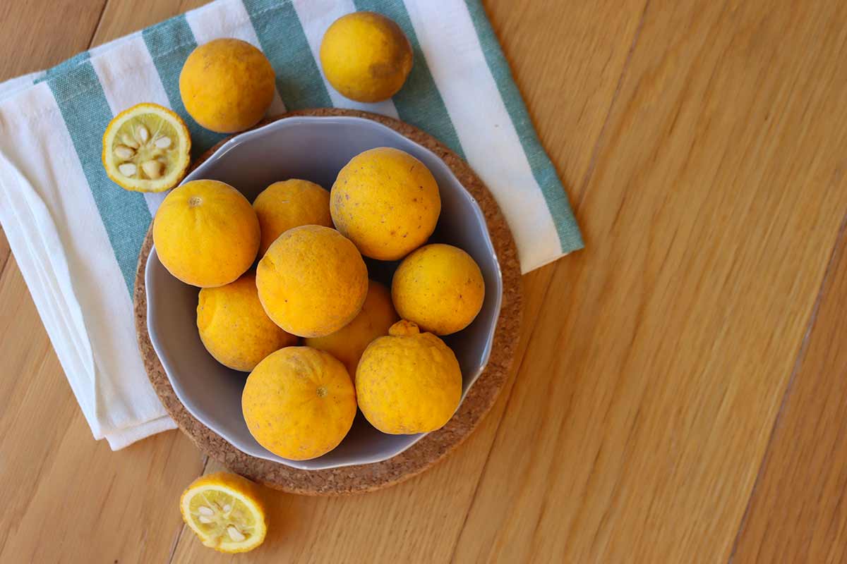citronnier épineux ou oranger trifolié
