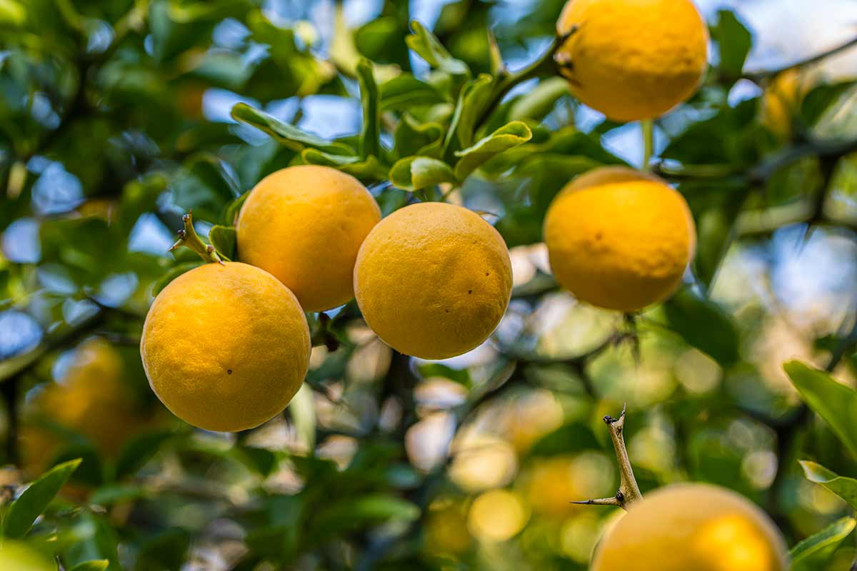 citronnier épineux ou oranger trifolié