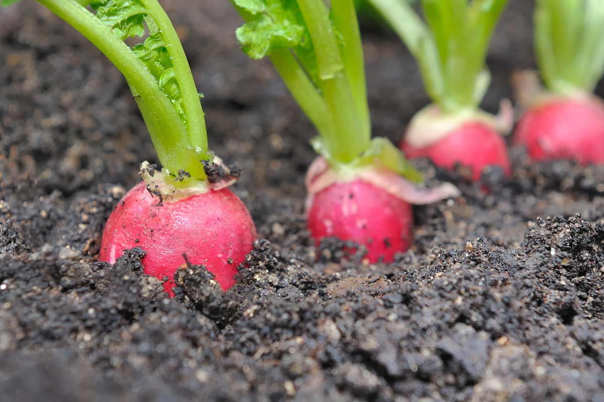 potager en novembre