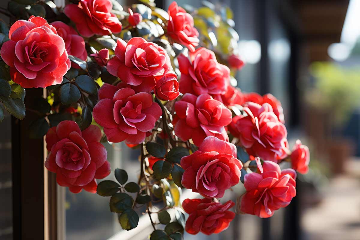 roses pour jardin ombragé