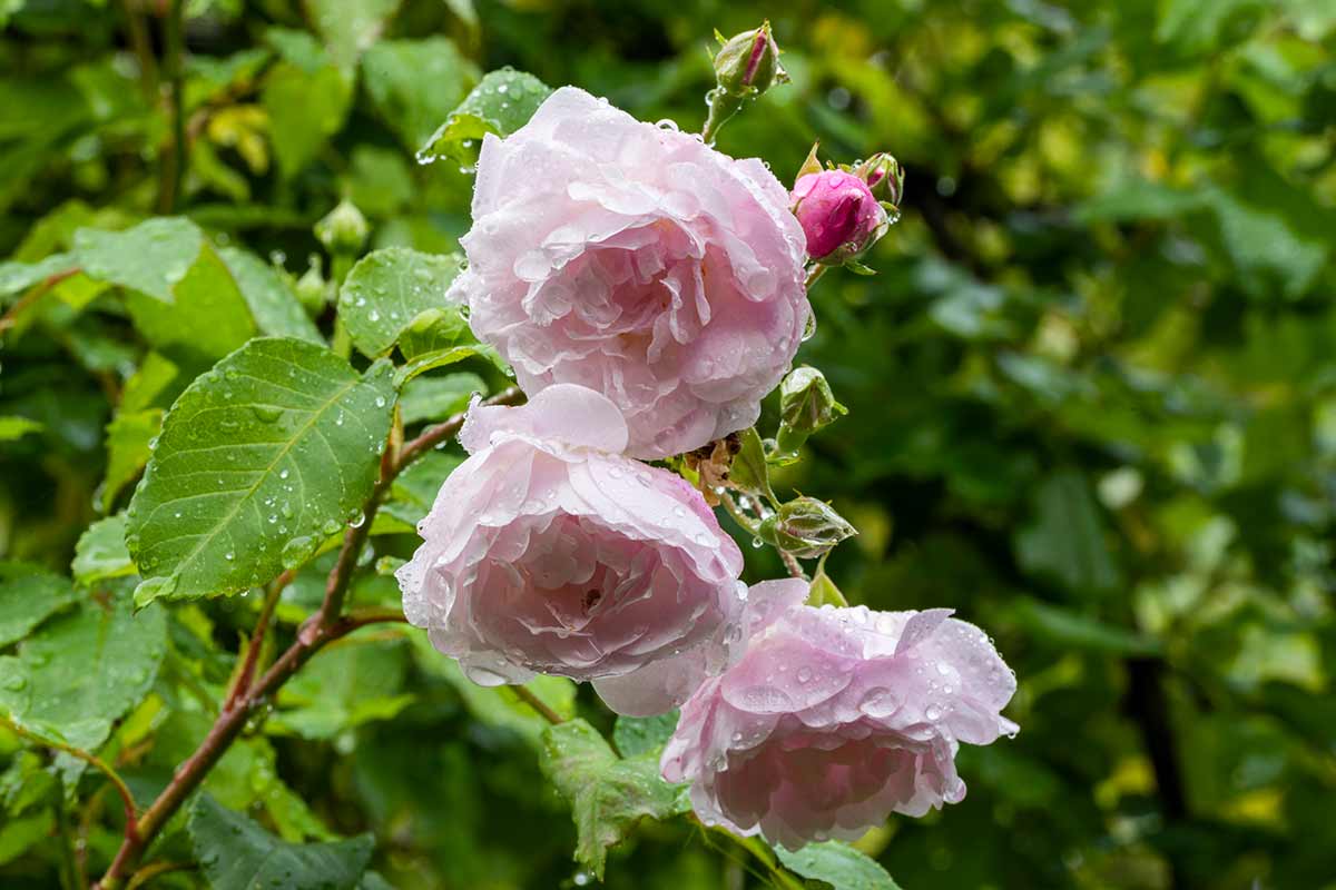 Roses de Noisette