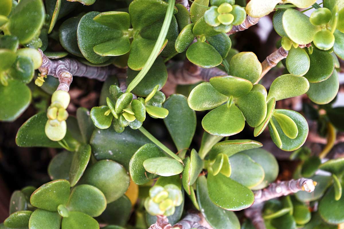 arbre de jade nouveaux bourgeons