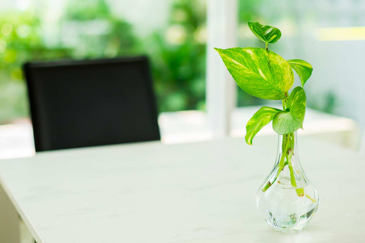 bouture du Pothos dans l'eau en hiver