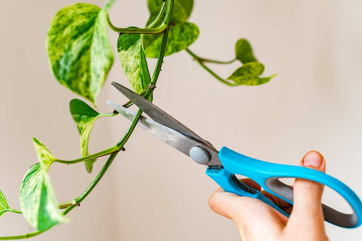 bouture du Pothos en hiver