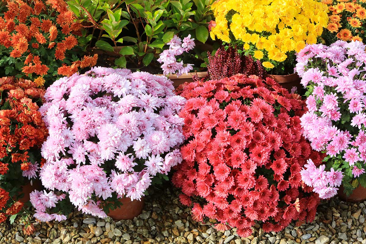 chrysanthèmes en hiver