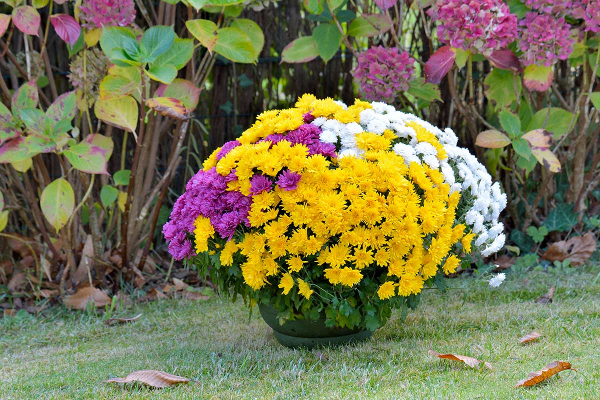 engrais Chrysanthèmes en hiver