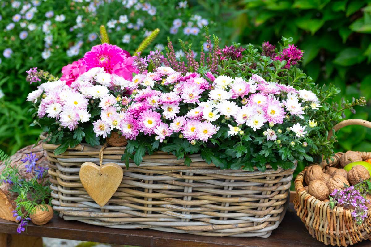 chrysanthèmes en pot