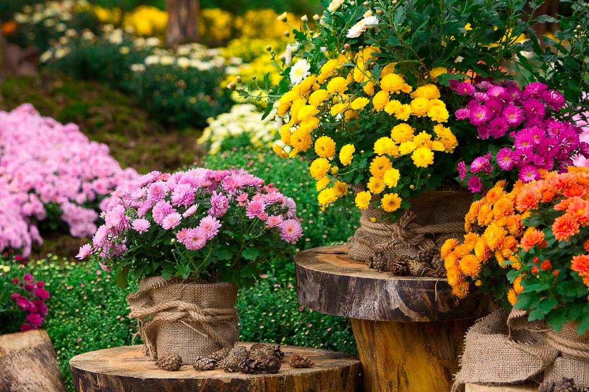 chrysanthèmes en pot, astuces jardinage