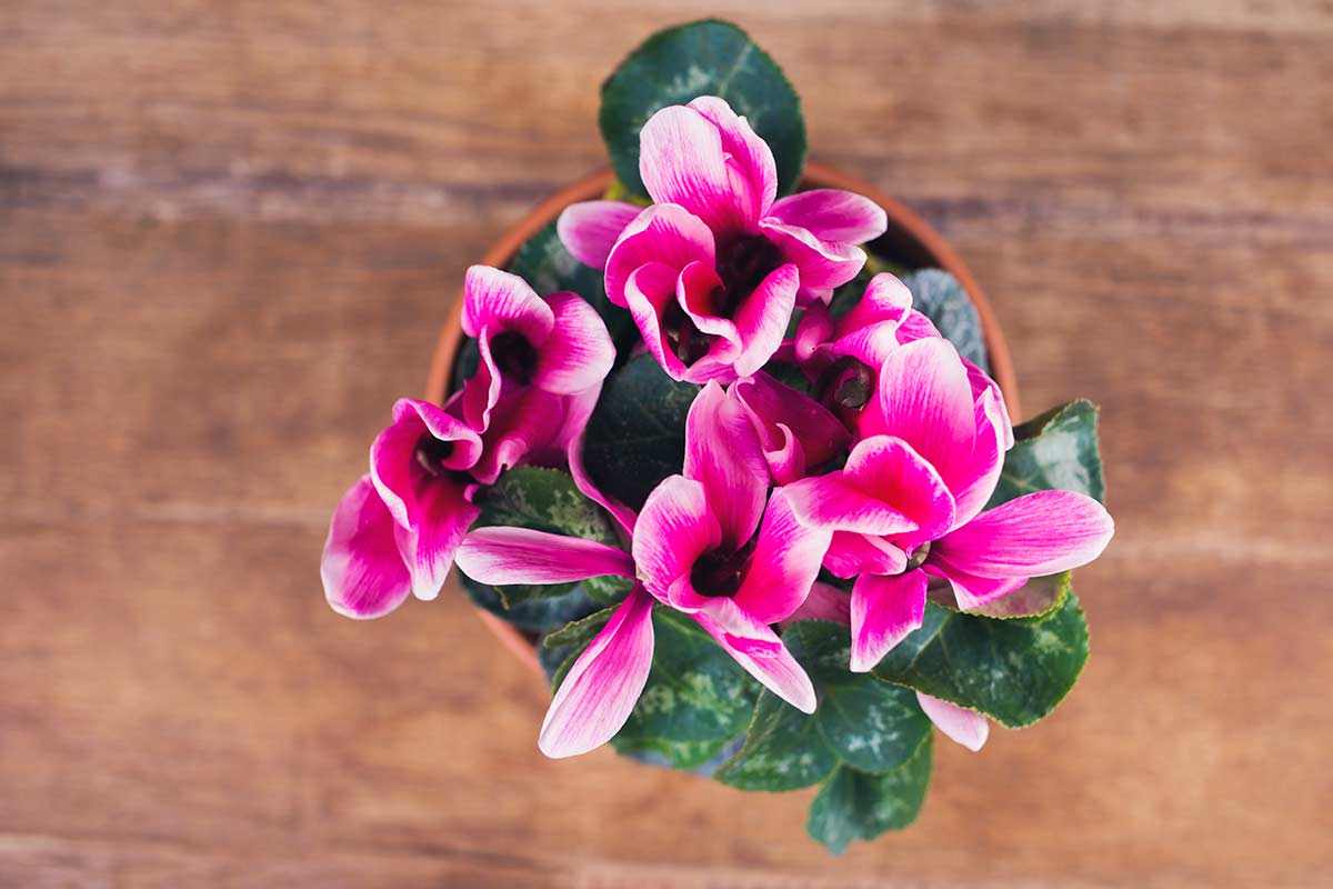 cyclamen en pot