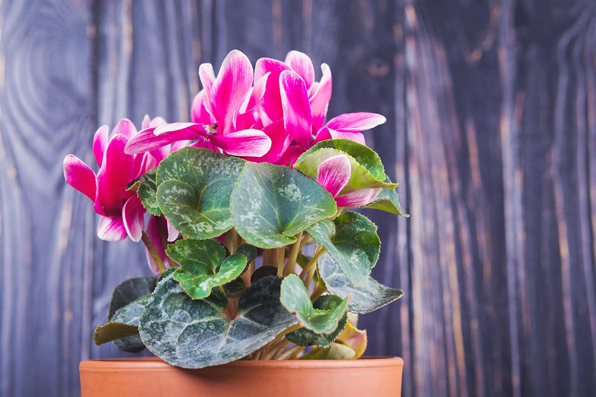 prolonger la vie de votre cyclamen