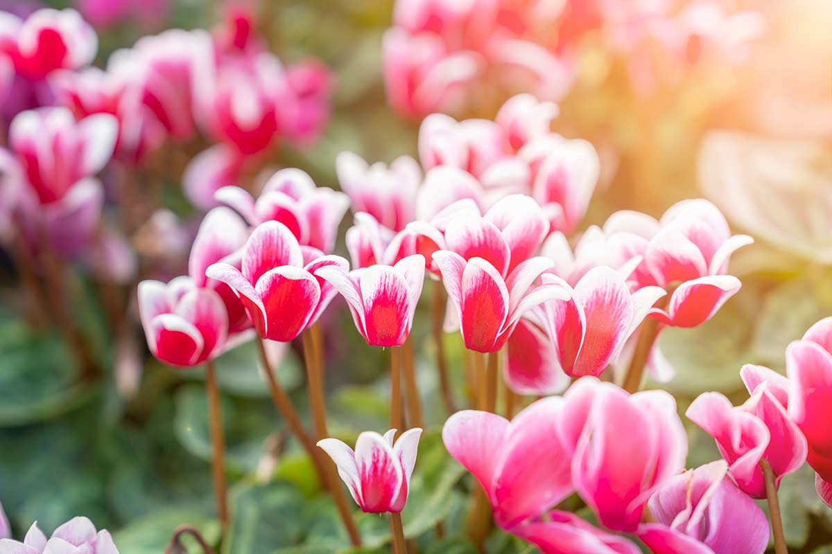 cyclamens