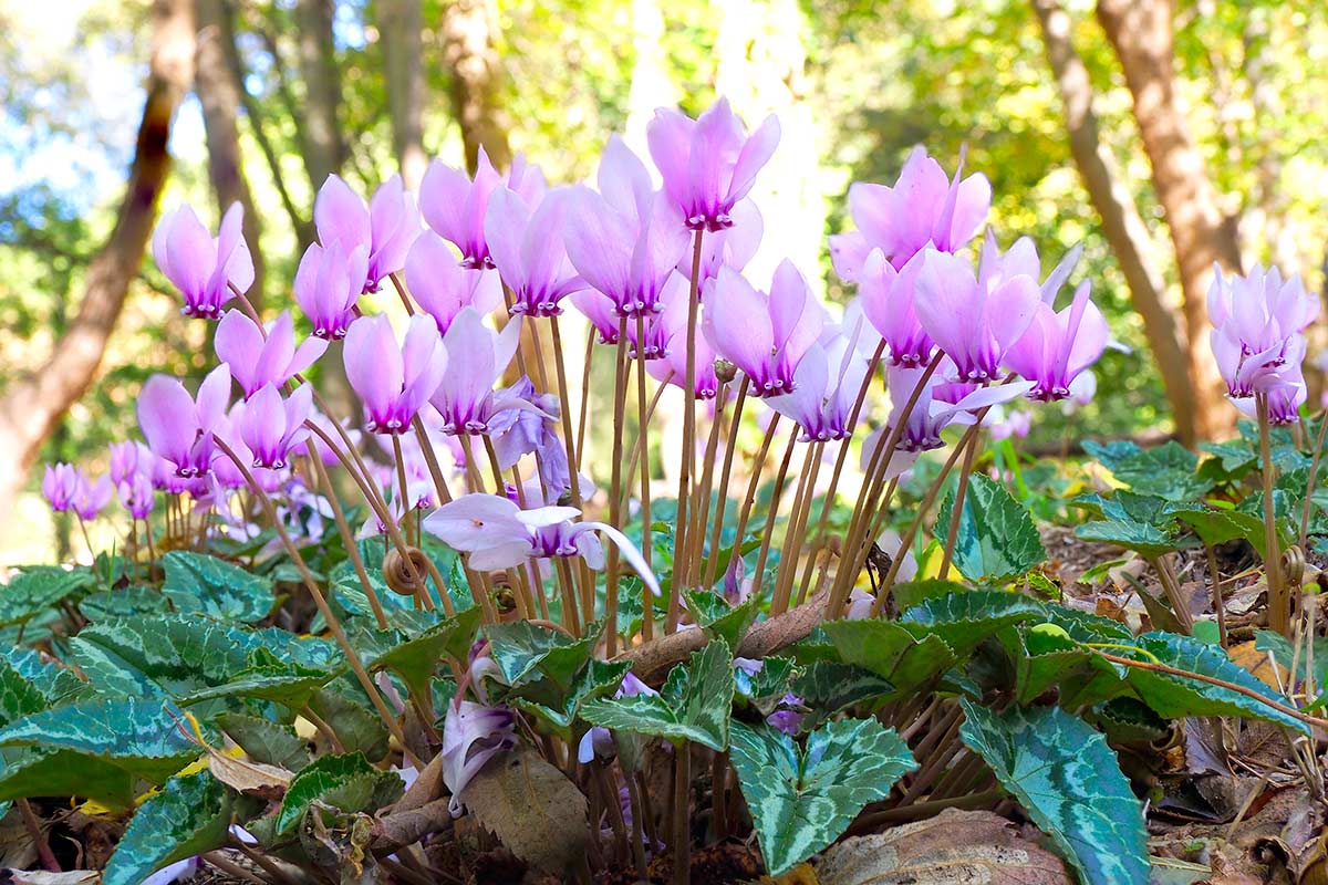 cyclamens engrais naturel