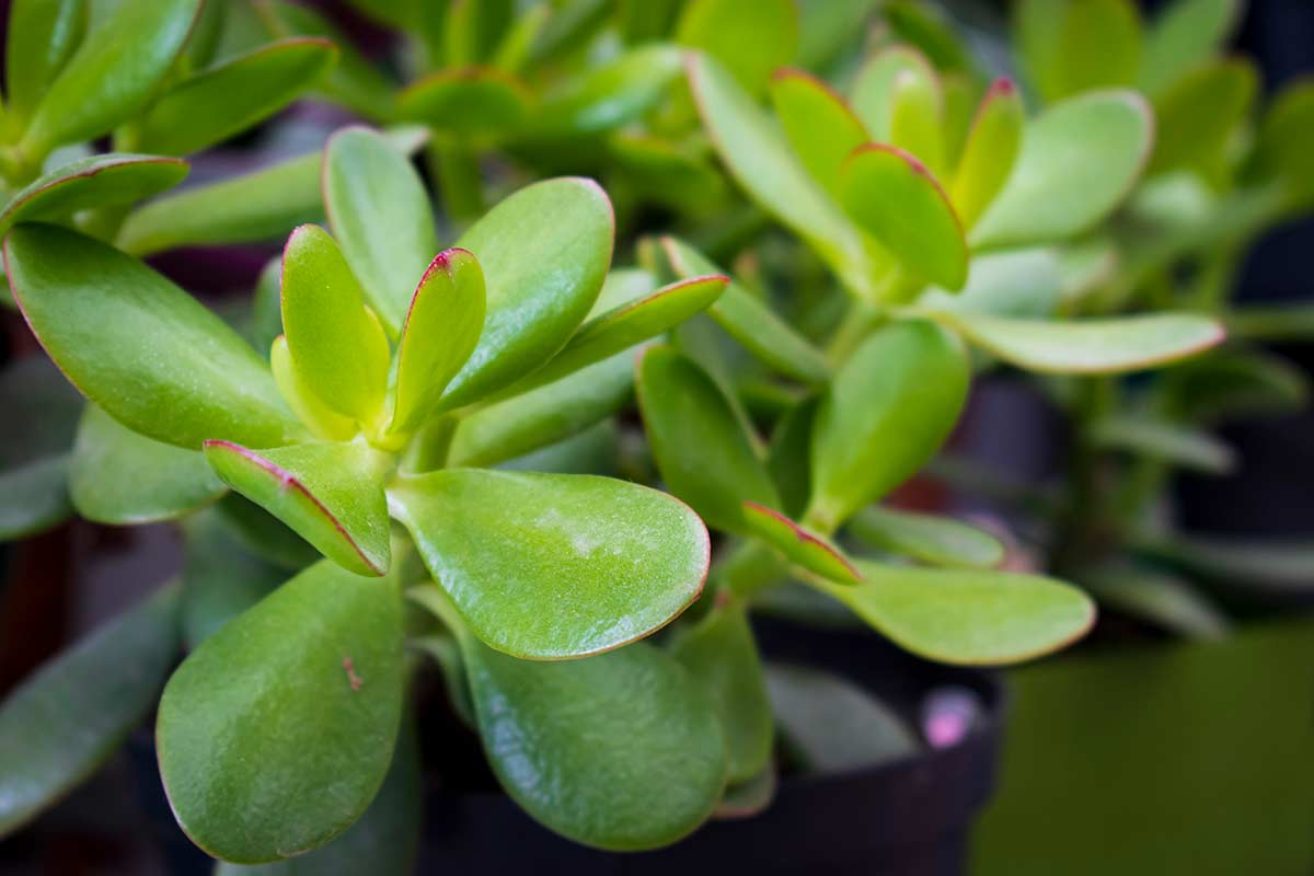 Crassula ovata, arbre de jade