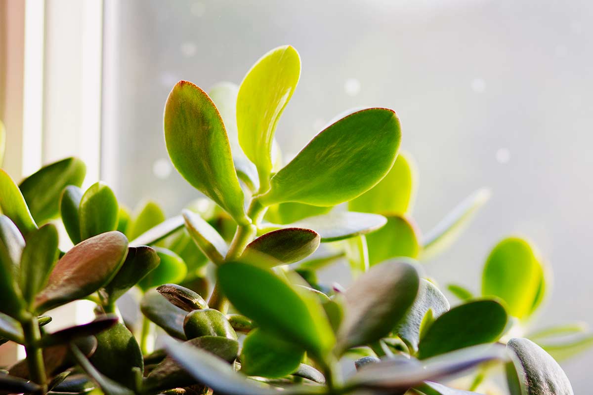 feuilles arbre de jade