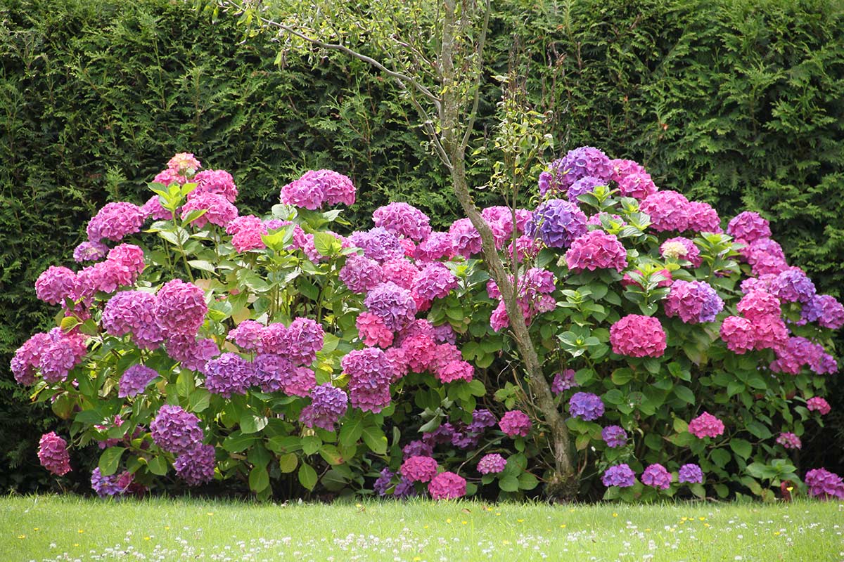 Hortensias