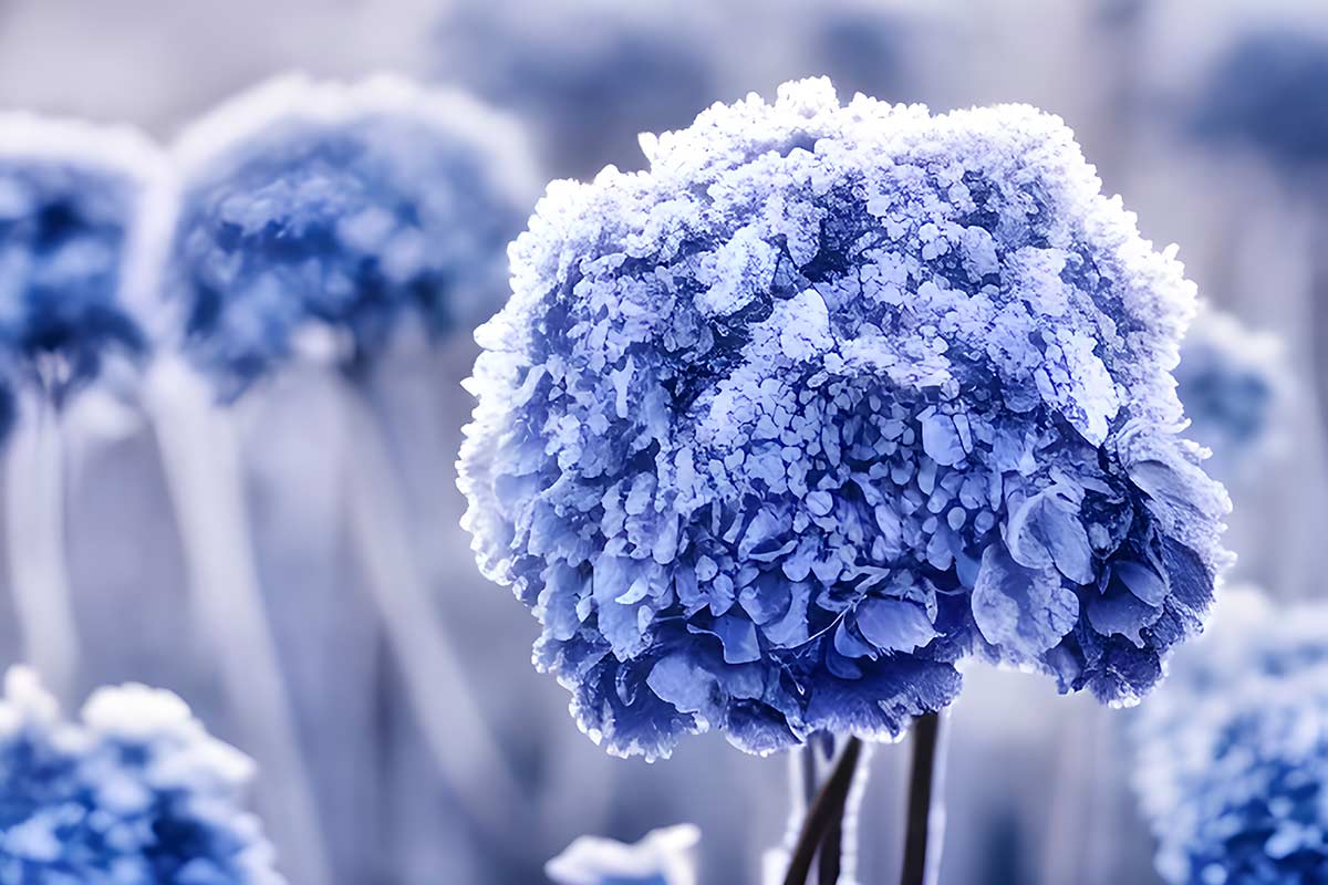 Gel sur les Hortensias.