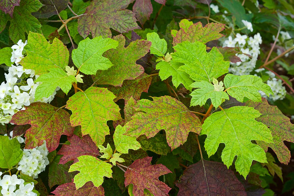 Hydrangea quercifolia