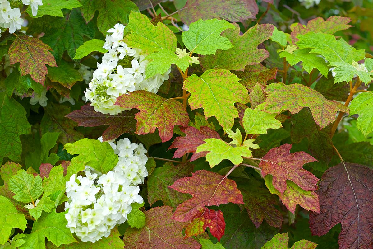 Hortensia à feuilles de chêne.