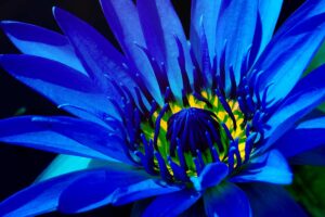 lotus bleu histoire
