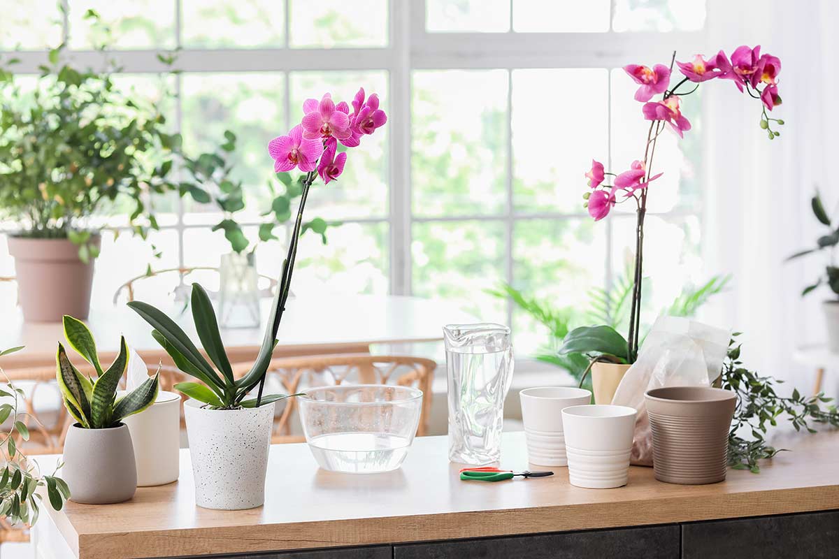 floraison orchidée