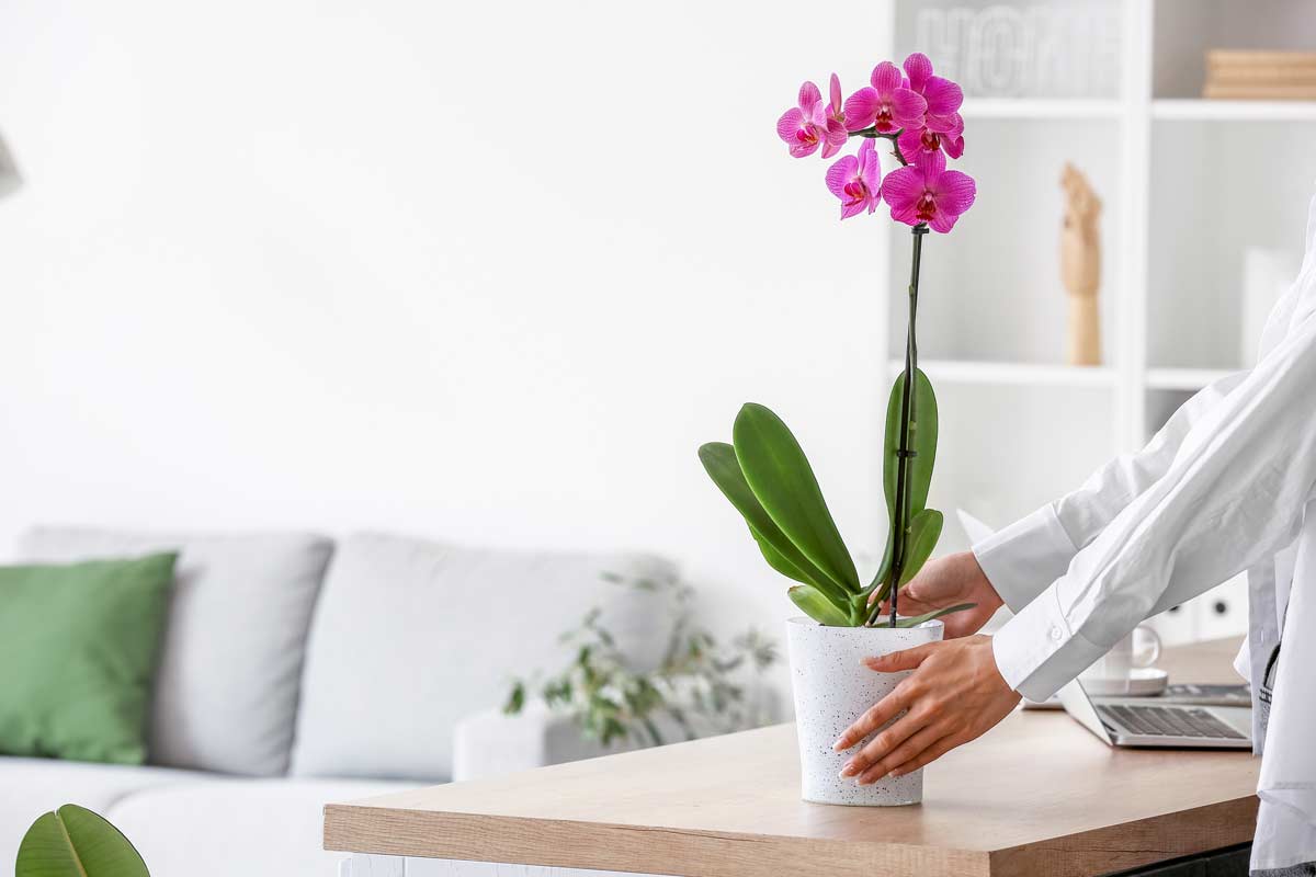 floraison orchidée en hiver