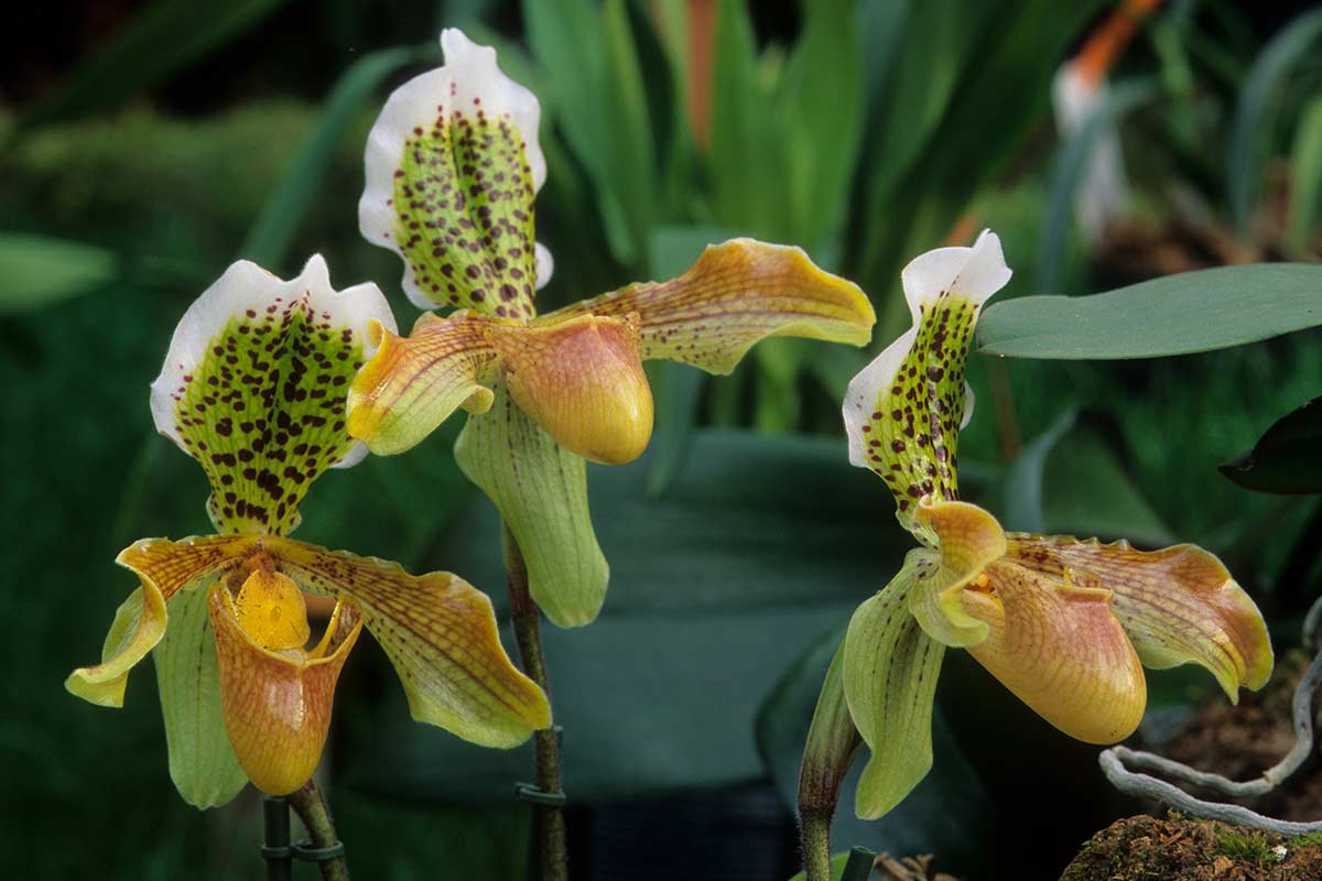 Orchidée Paphiopedilum, sabot de Vénus