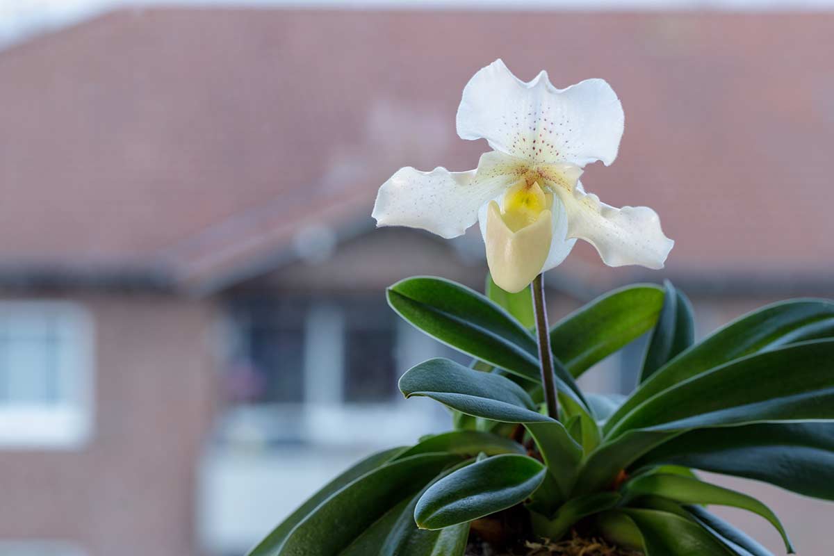 Orchidée Paphiopedilum