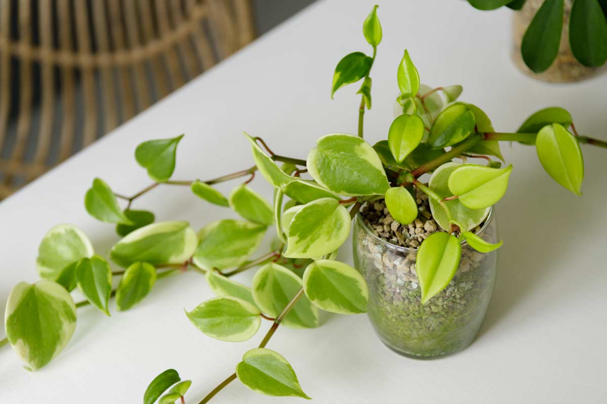 Peperomia scandens