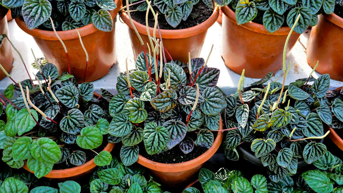 Peperomia caperata