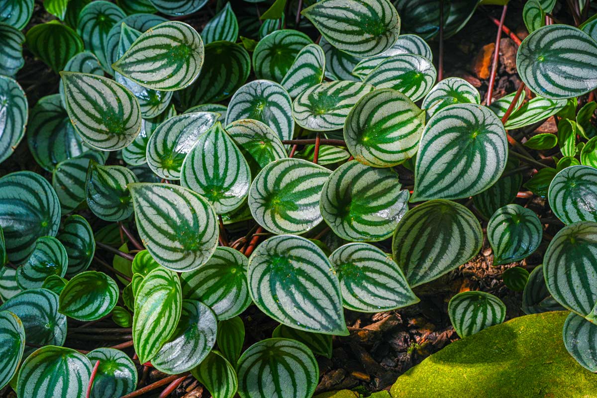 Peperomia argyreia