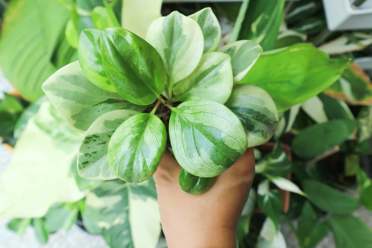 Peperomia obtusifolia