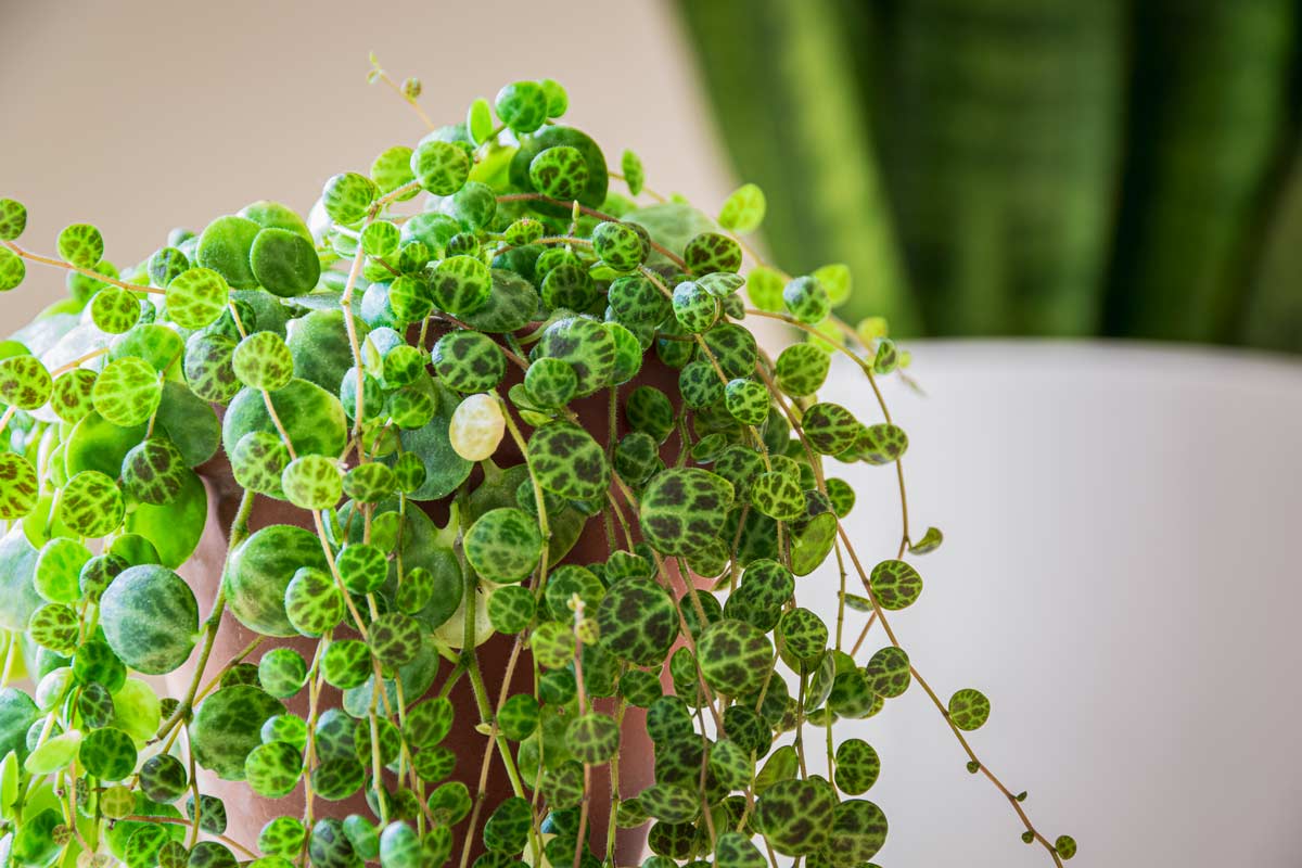 Peperomia prostrata