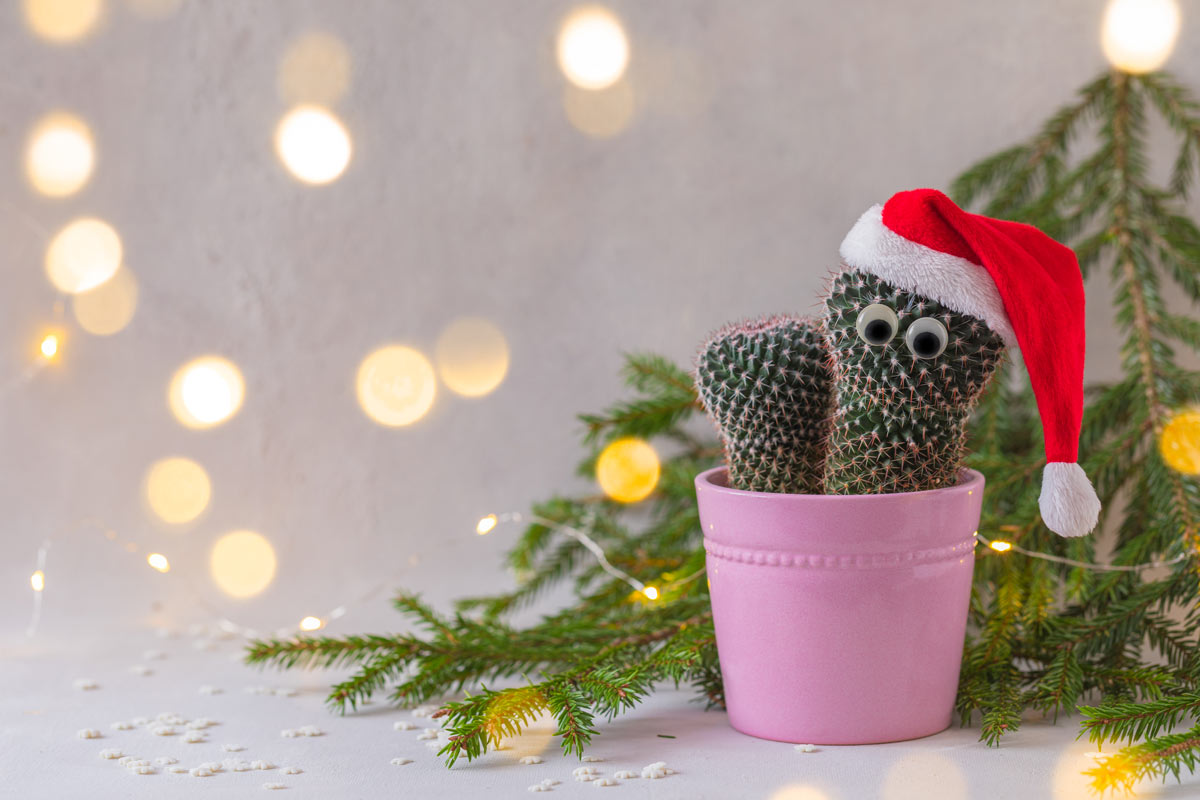 Cactus en pot avec un chapeau de Noël.