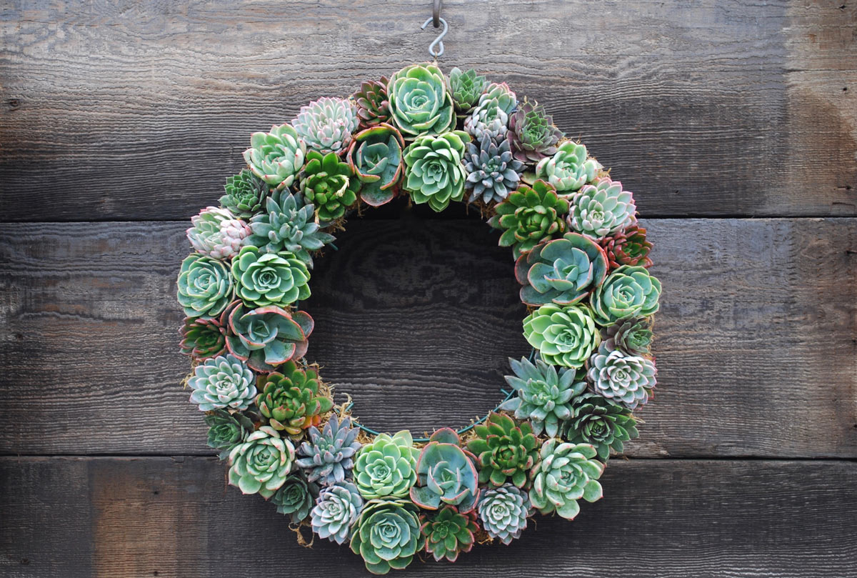 Couronne de Noël avec des succulentes.