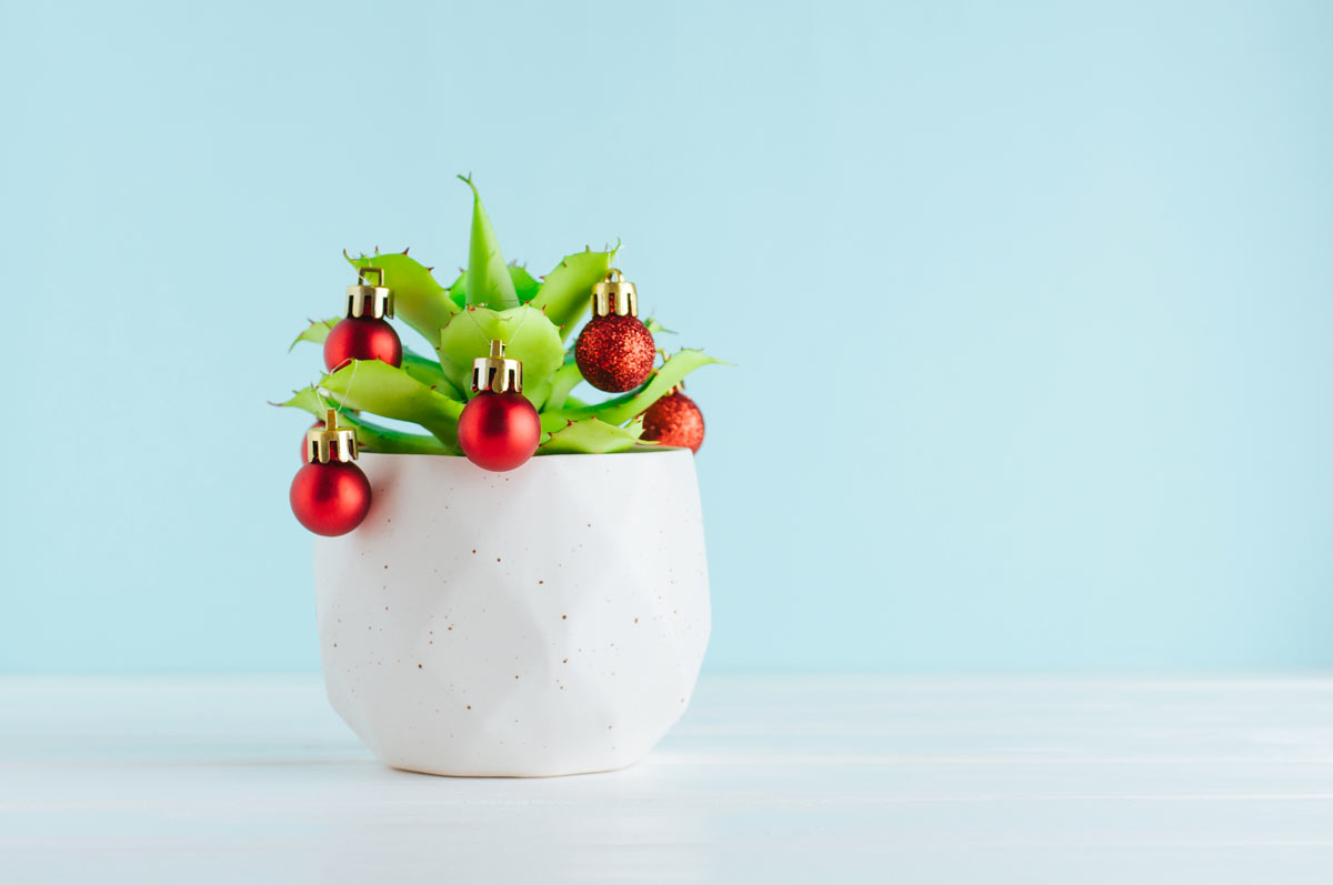 Succulentes en pot avec boules de Noël.