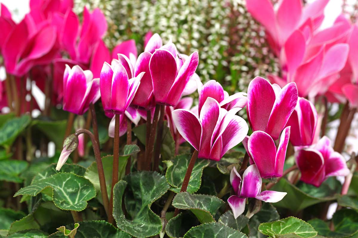 Cyclamen d'hiver