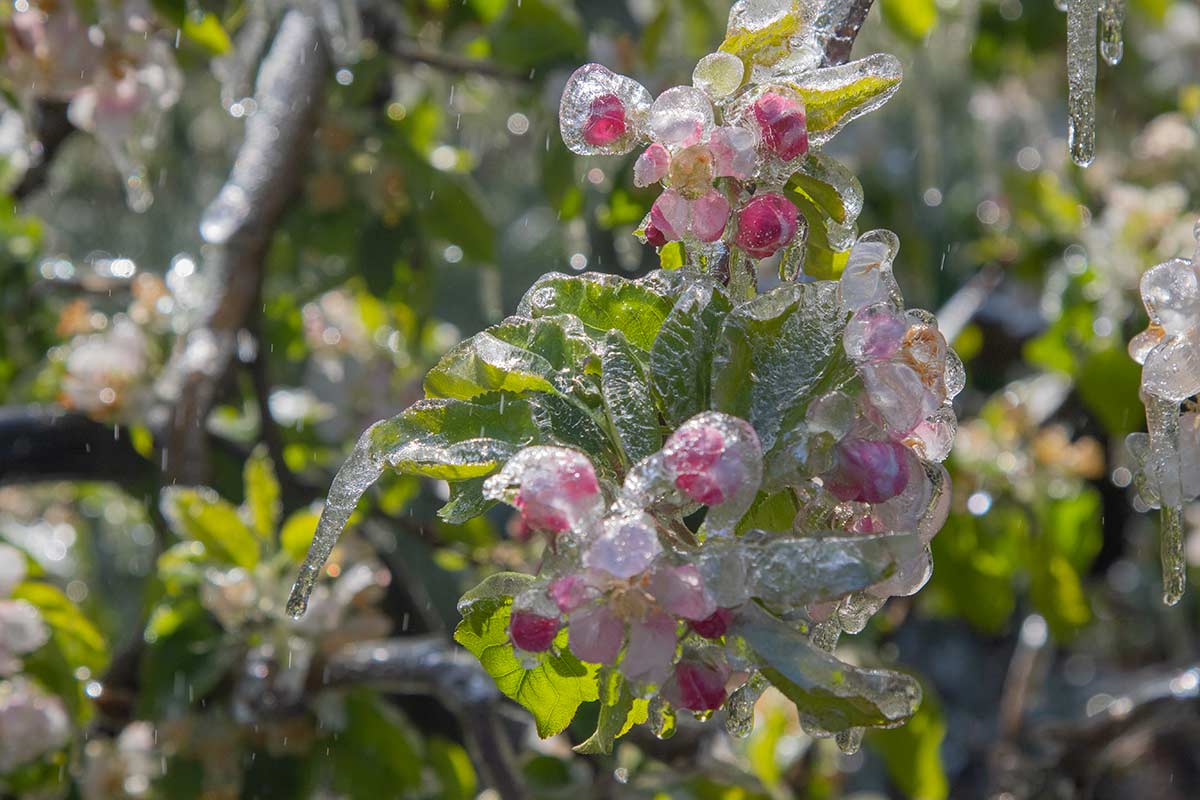 arbre fruitier gelé