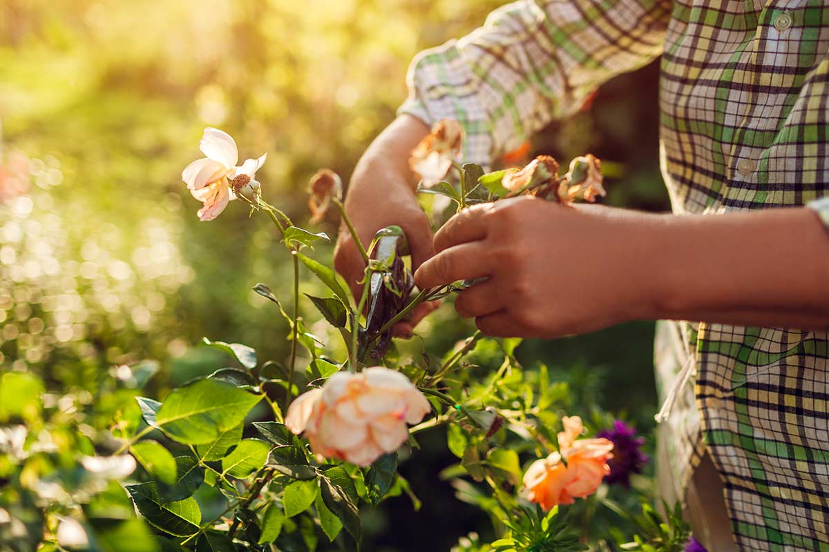 bouturage de roses