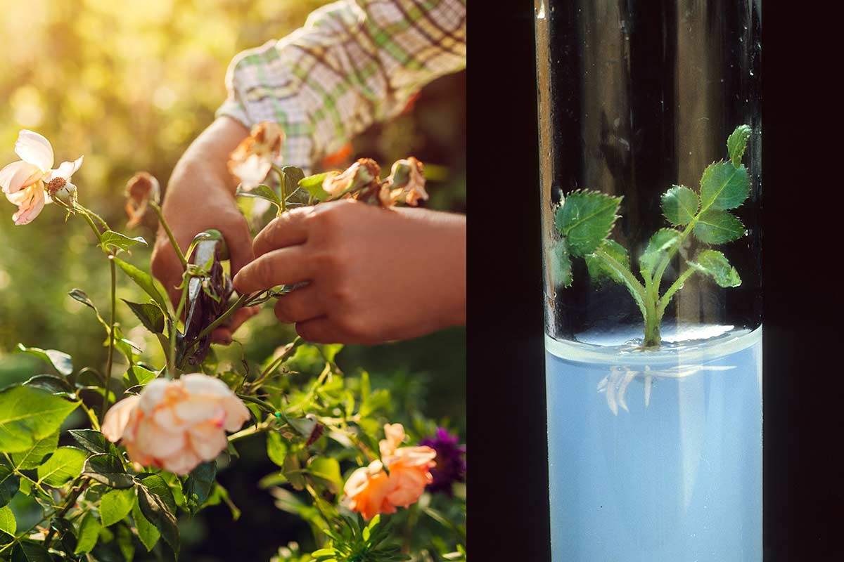 bouturez vos roses dans l'eau