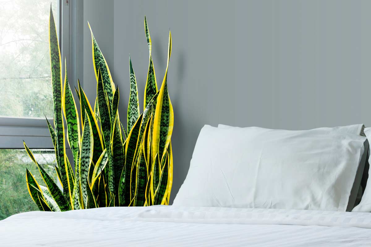 Sansevieria rempotage signaux.