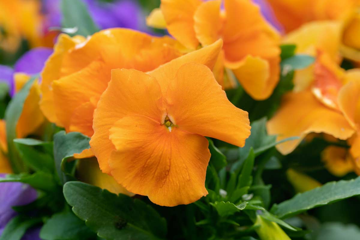Pensée 'Delta Pure Deep Orange'