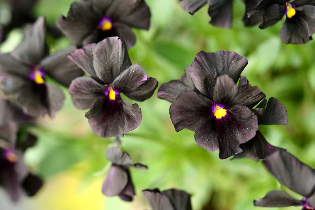 Pensée 'Sorbet Black Delight'