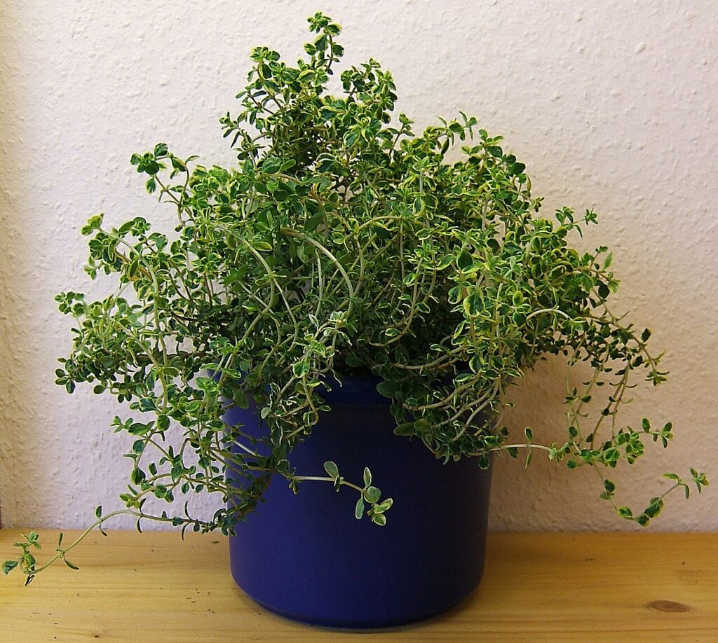 5 plantes succulentes rares et spéciales pour embellir votre maison - lemon thyme
