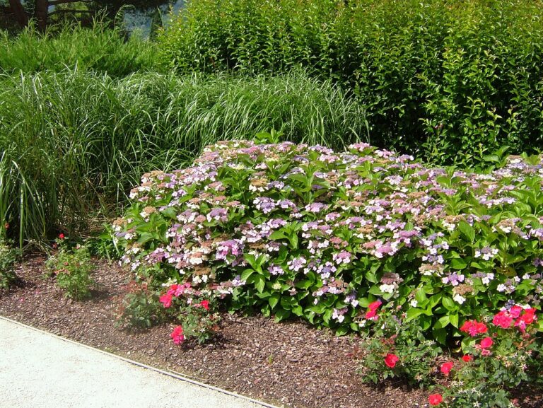 Les parterres d’hortensias : charme, élégance et couleur dans votre jardin