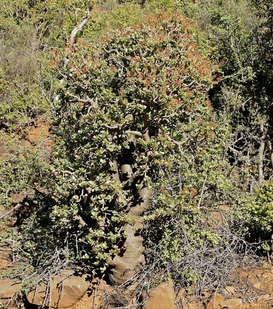 Arbre de jade - Valley of Desolation Road, Camdeboo NP, Eastern Cape, SOUTH AFRICA