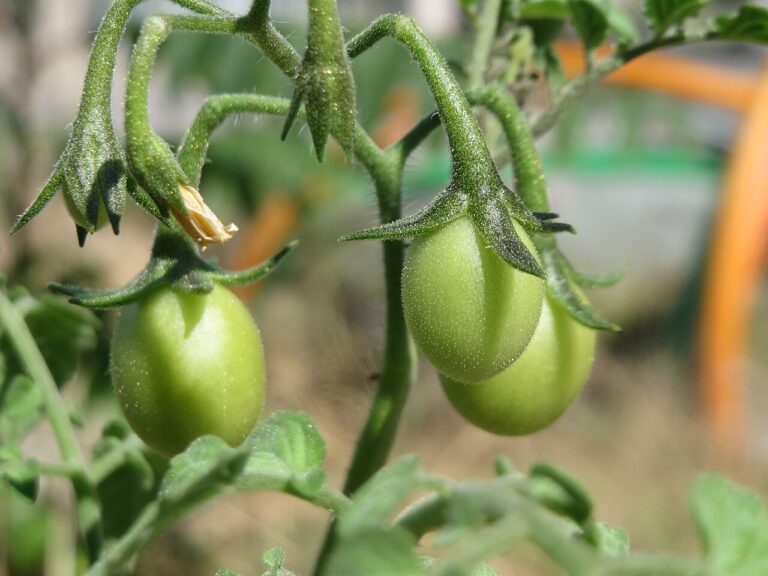 Astuce jardinage : pourquoi placer une tuile à côté de ses tomates ?
