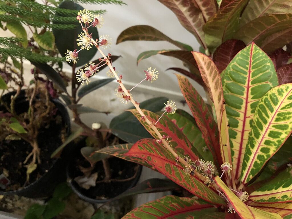 Plantes porte - Male flowers on a Garden Croton grown as a houseplant in the Franklin Farm section of Oak Hill, Fairfax County, Virginia