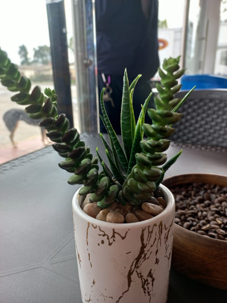 Recycler et décorer avec les plantes! Voici 20 idées originales…