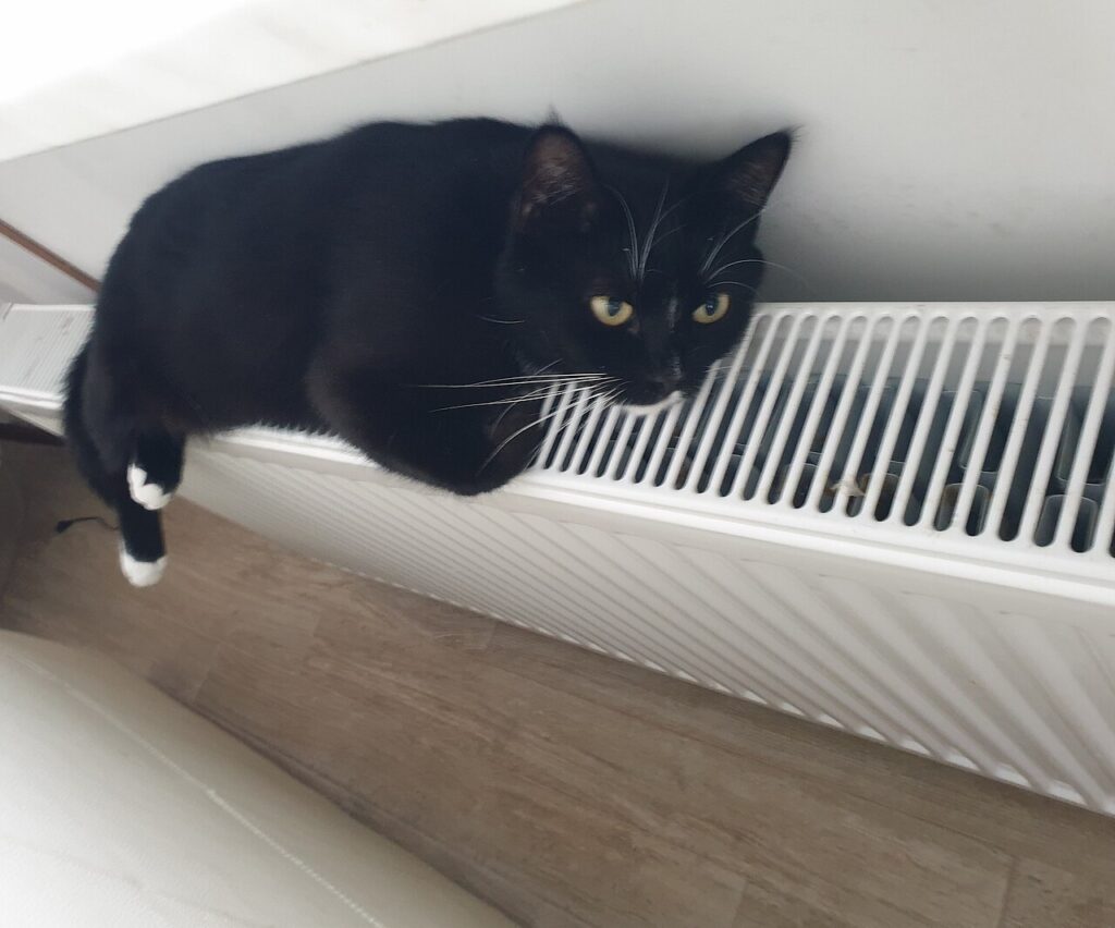 Comment bien utiliser l’espace autour d’un radiateur! 11 idées - Домашняя чёрно-белая короткошерстная кошка на радиаторе водяного отопления в микрорай