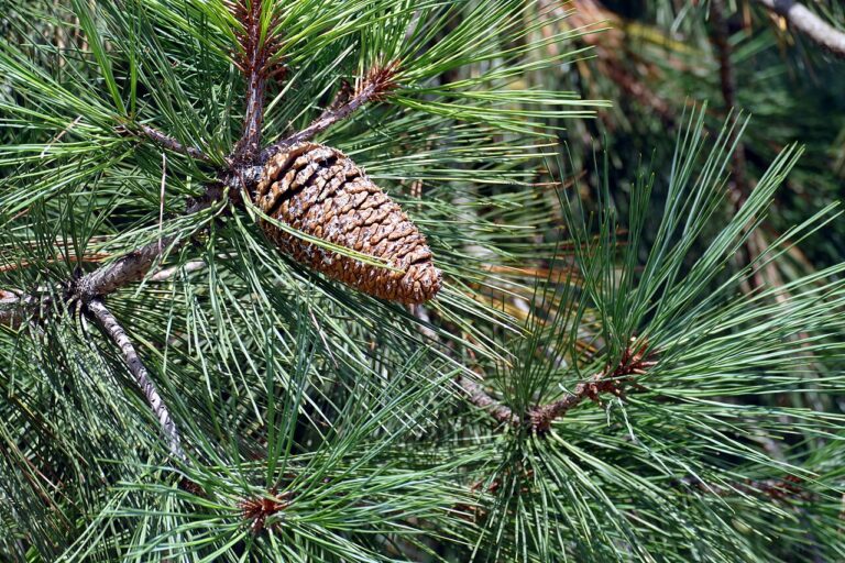 Décorations de Noel avec des pommes de pin! 20 idées pour vous inspirer…